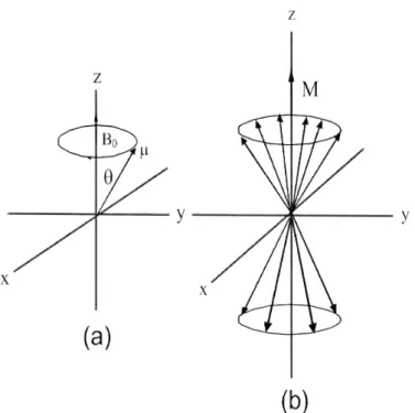 Figura 2.6: (a) Precessão do momento dipolo magnético nuclear sobre o campo magnético B 0 