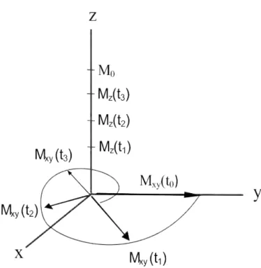 Figura 2.7: Desmagnetização macroscópica transversal Mxy e magnetização longitudinal M z em diferentes tempos.