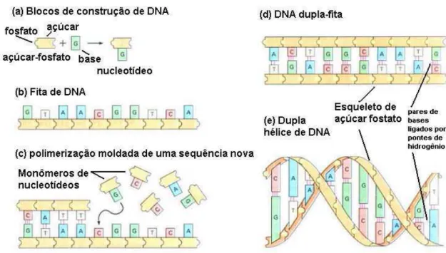 Figura 2.1: O DNA ´e formado por subunidades simples, chamadas nucleot´ıdeos, con- con-stitu´ıdas de a¸c´ ucar, fosfato e base nitrogenada