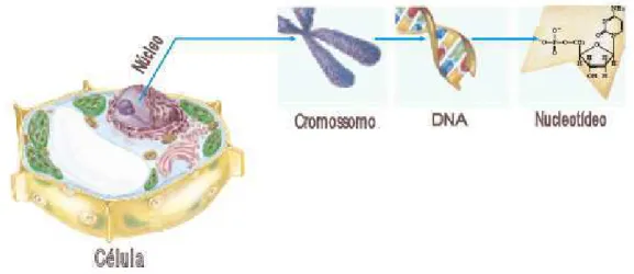 Figura 2.2: Estrutura hier´arquica da organiza¸c˜ ao molecular em uma c´elula. No n´ ucleo temos os cromossomos que consistem de macromol´eculas de DNA e de algumas prote´ınas
