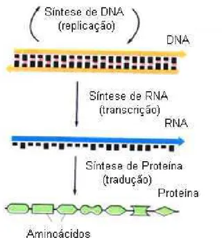 Figura 2.3: A seq¨ uˆencia que parte do DNA at´e o produto final a prote´ına. Na replica¸c˜ao temos uma c´opia do DNA e na transcri¸c˜ao uma fita de DNA ´e usada como molde para a s´ıntese de RNA