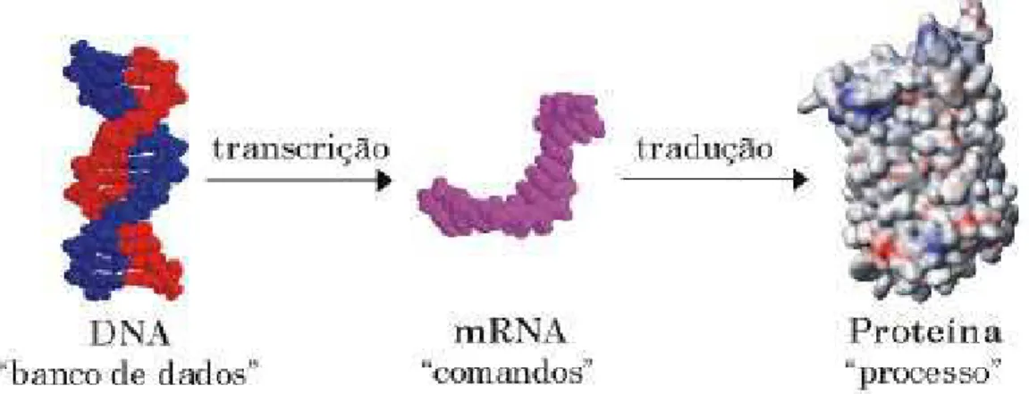 Figura 2.4: O dogma central da biologia molecular que traz o fluxo de informa¸c˜ao fluindo atrav´es da replica¸c˜ao (DNA), da transcri¸c˜ao (RNA) e tradu¸c˜ao (Prote´ına)