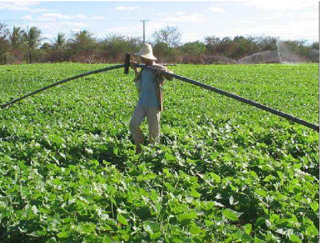 Figura 1 – Irrigação por aspersão convencional/agricultor familiar/Projeto Jaíba,  MG, 2006