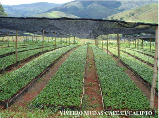Foto 5 – Viveiro de mudas café e eucalipto  Fonte: Acervo Fotográfico do SICOOB-SAROMCREDI 