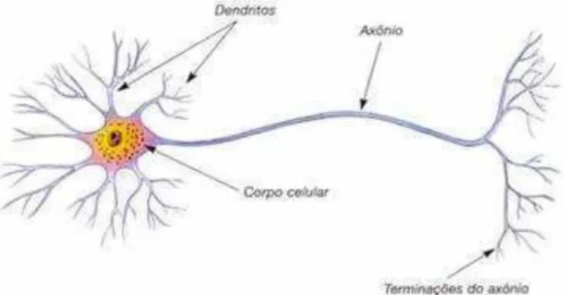 Figura 1: Modelo de neurônio biológico   Fonte: ( http://www.sogab.com.br/anatomia/neuronio.jpg )  