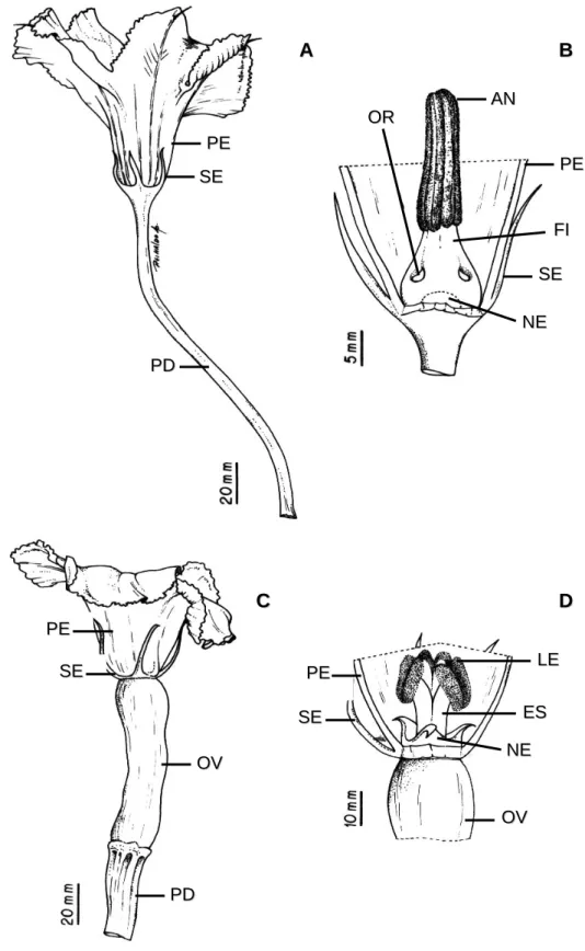 Figura 1. Morfologia das flores estaminadas (A e B) e pistiladas (C e D) de  Cucurbita moschata Poir var
