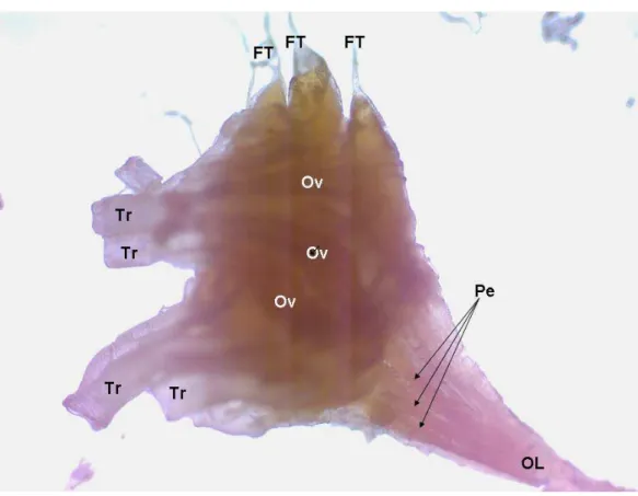 Figura 2 – Ovários de Brontocoris tabidus (Heteroptera: Pentatomidae).  Ovaríolo (Ov); Pedicelo (Pe); Oviduto lateral (OL); Traquéia (Tr); Filamento  terminal (FT)