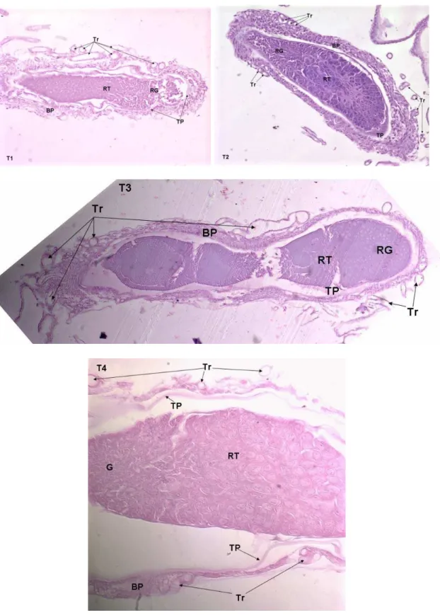 Figura 6 - Cortes longitudinais do ovaríolo (T1, T2, T3 e T4, respectivamente) de 