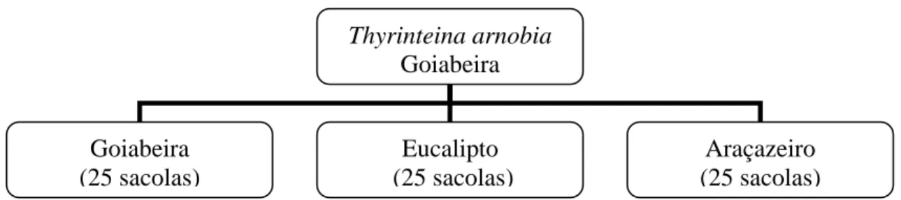 Figura 1: Lagartas de Thyrinteina arnobia (Lepidoptera: Geometridae)  de criação em  goiabeira e levadas para plantas de goiabeira, eucalipto ou araçazeiro na terceira geração