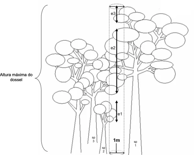 Figura 5. Variáveis da estrutura do dossel medidos através dos transectos verticais. (sp) espécies  arbóreas interceptadas pelo transecto vertical; (e) estratos interceptados pelo transecto vertical.