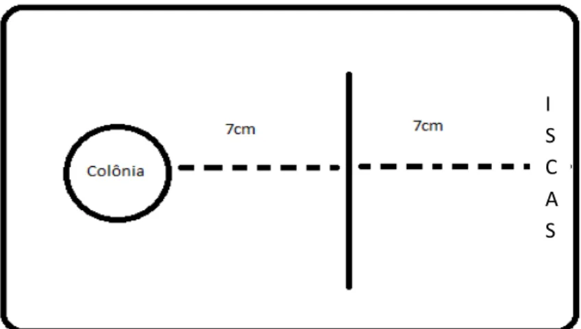 Figura  3:  Desenho  esquemático  da  disposição  do  experimento  nas  bandejas. 