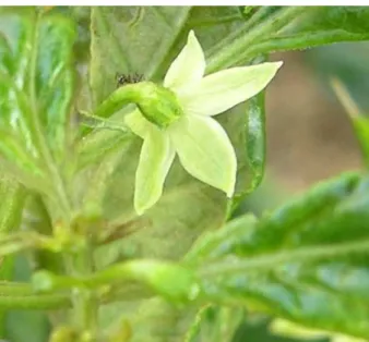 Figure 8: Chilli pepper flower facing down to rain down the pollen over the plants. 