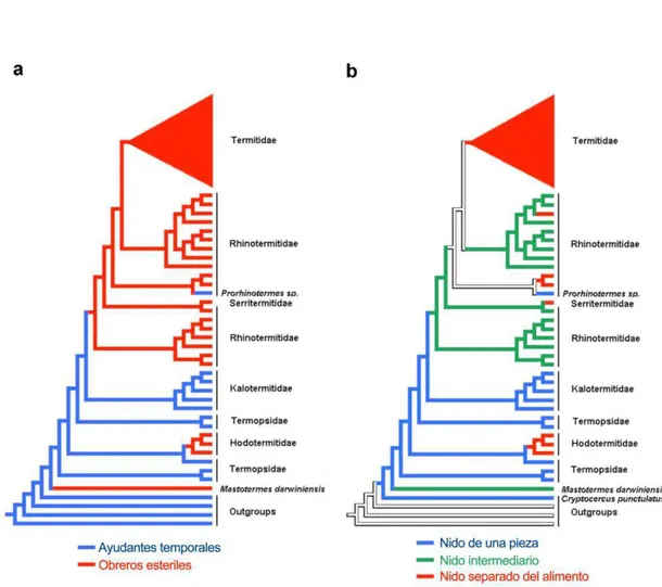 Figura 2.  Arbol filogenético, comparando la presencia de (a) obreros estériles  y (b) Tipos de nidos