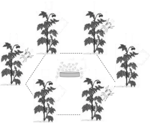 Figure  1  Illustration  of  the  hexagon  of  tomato  plants.  Shown  are  infested  plants  (indicated by mites near the plants) vs clean plants (no mites)