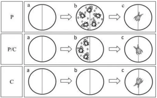 Figure  1  Illustration  of  the  leaf  disc  experiments.  Leaf  discs  were  cut  from  tomato  leaflets with the main vein kept on the centre of the leaf disc (a)