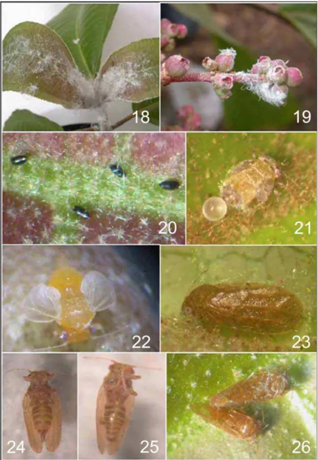 Figs 18-26. Diclidophlebia smithi. - 18, 19, Wax filaments in terminal buds and  infrutescence; 20, eggs; 21, fifth instar larva with spherical excrement; 22, teneral  adult; 23, adult; 24, female, ventral view; 25, male, ventral view; 26, female and  male