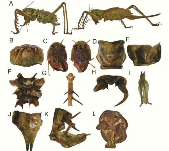 FIGURE 1. Cerberodon sp. nov. 1, male holotype (A –I, K, L) and female allotype (A,  C,  J)