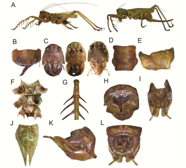 FIGURE  2.  Cerberodon  viridis,  immature  male  (A –I, K, L) and female (A, C, J). A