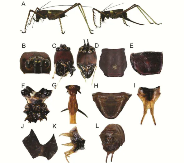 FIGURE  4.  Listroscelis  nov.  sp.  1,  male  holotype  (A –I,  K,L)  and  female  allotype  (B,C,J)