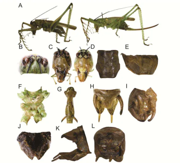 FIGURE  5.  Listroscelis  sp.  nov.  2,  male  (A –I, K, L) and female (B, C, J). A. Lateral  view of the body