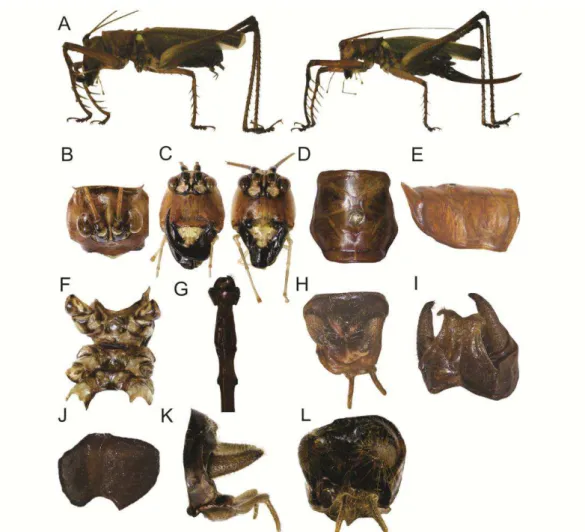 FIGURE  7.  Listroscelis  sp.  nov.  4,  male  (A –I, K, L) and female (B, C, J). A. Lateral  view of the body