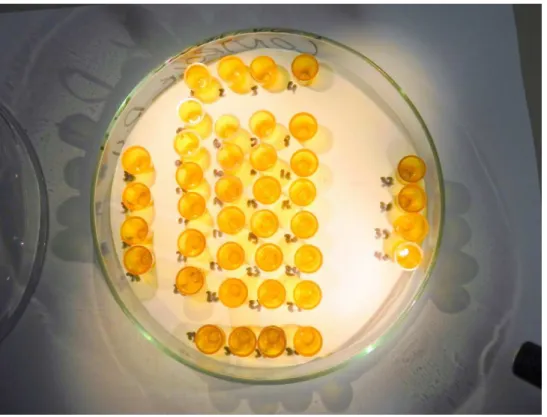Figura 1. Placa de Petri contendo células com larvas utilizadas nos experimentos para testes de  toxicidade letal de Azamax em imaturos de Apis mellifera