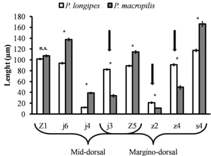 Figure 4. Length (µm) of eight dorsal-shield setae of the predatory mites P. longipes (white  bars) and P