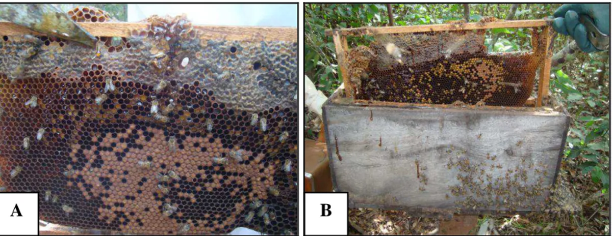 FIG.  4.  Quadro  de  ninho  de  colônia  racional  (Langstroth)  de  abelhas  Apis 