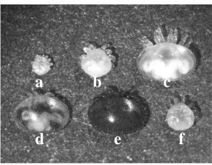 Figura  1:  Fases  de  desenvolvimento  do  ácaro  V.  destructor:  a=protoninfa,  b=deutoninfa,  c=deutocrisálida,  d=fêmea  jovem,  e=fêmea  adulta,  f=macho