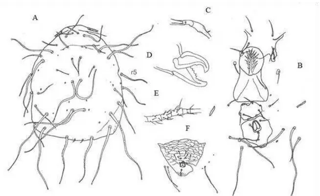 Figure 3. Ricoseius loxocheles (De Leon), 1965  – A. dorsal shield; B. female ventral 