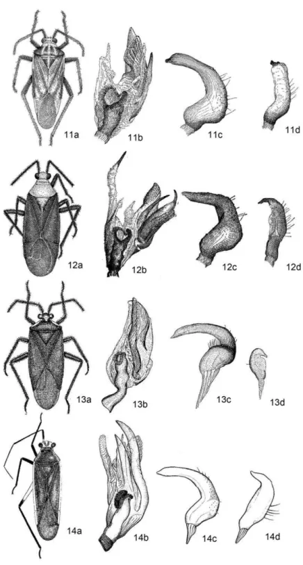 Figura  11  –  14:  Fig  11a.  Prepops  carioca,  macho,  holótipo;  Fig  11b.  Vésica  do  edeago;  Fig  11c