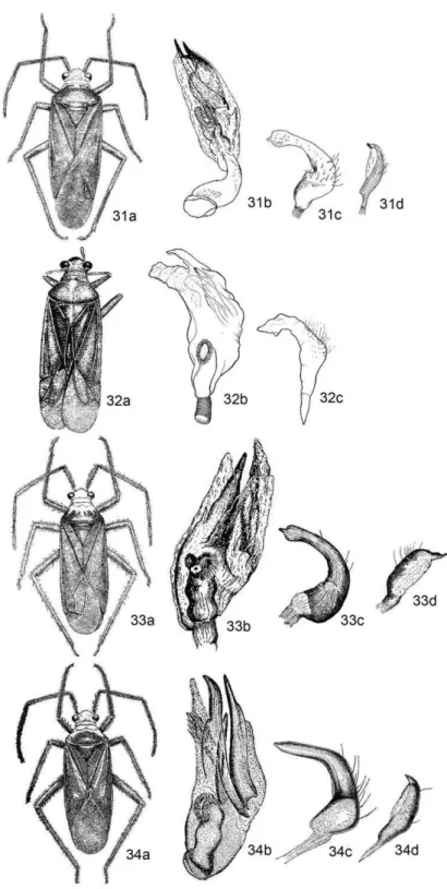 Figura  31  –  34.  Fig  31a.  Prepops  luteiceps,  macho,  comparado  com  o  tipo;  Fig  31b