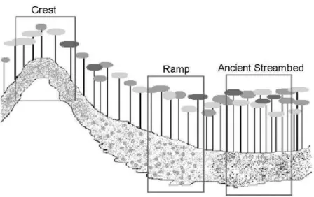 Figure  2.  Geomorphological  features:  interfluve  region  (Crest),  colluvial  slope  (Ramp)  and  Ancient Streambed