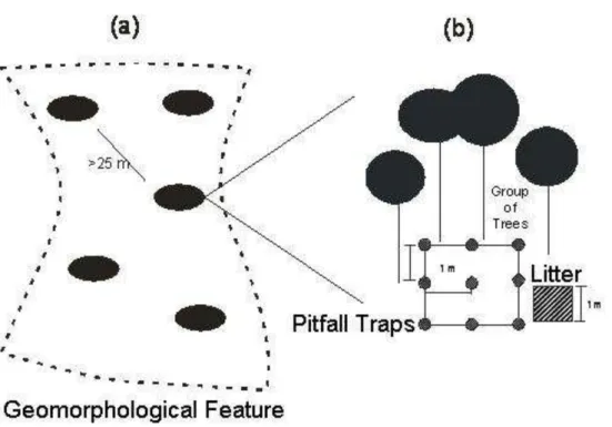 Figure 6.  Methodology design. (a)Five groups of trees within the geomorphological feature and  (b) grid of pitfall traps beneath each group of trees