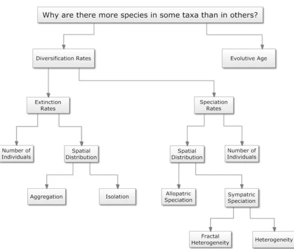 Figure 1 : Flowchart of theoretical hypoteses that may answer “Why are there more species in some taxa than in 