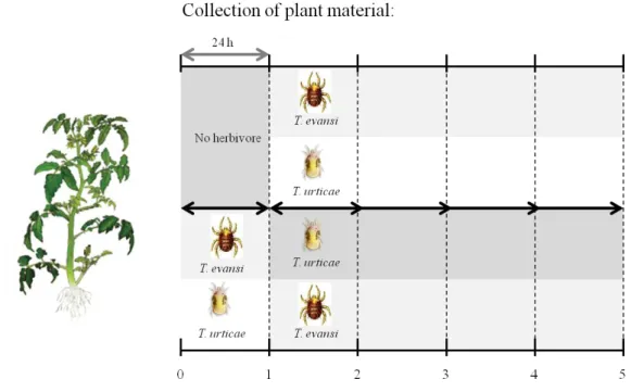 Figure 1 Experimental setup of plant induction. Plants were exposed to T. evansi or  T