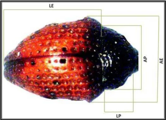 Figura  5.  Local  de  medición  de  las  estructuras  en  adulto  de  Chalcodermus  bicolor  Fiedler, 1936 (Col.: Curculionidae: Molytinae)