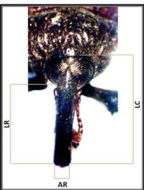 Figura  6.  Local  de  medición  de  las  estructuras  de  la  cabeza  en  adulto  de  Chalcodermus  bicolor  Fiedler,  1936  (Col.:  Curculionidae:  Molytinae)