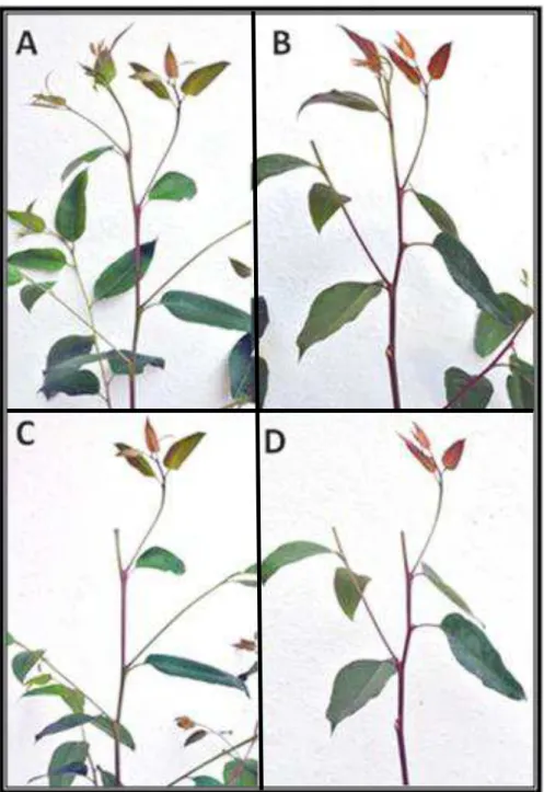 Figura 9. Severidad de los daños causados por Chalcodermus bicolor Fiedler, 1936  (Col.: Curculionidae: Molytinae), en árboles híbridos de Eucalyptus urophylla vs