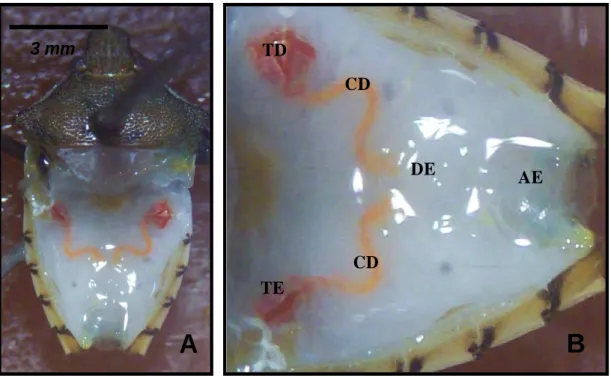 Fig.  4.  Visão  geral  da  genitália  interna  (A)  e  detalhe  do  testículo  de  machos  de  Supputius  cincticeps  (Heteroptera:  Pentatomidae)  (B)