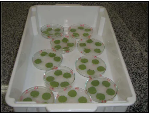 Figura  3.  Discos  foliares  sobre  algodão  umedecido  em  placas  de  petri  dentro  de  bandejas plásticas, para a criação de ácaro