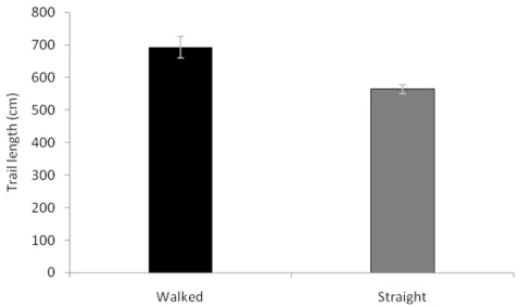Figure 2: The mean (±SE) of minimal theoretical distance of trail (Straight - gray bar)  and mean (±SE) real distance walked by workers of ant Camponotus rufipes (Walked 