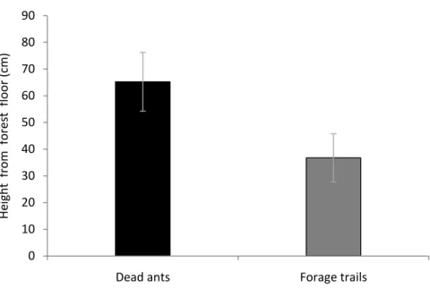 Figure  7:  The  mean  (±SE)  height  from  forest  floor  (in  centimeter)  of  dead  ants  infected by the parasitic fungus Ophiocordyceps unilateralis (black bar) and of forage  trails  (gray  bar)  of  the  host  ant  (Camponotus  rufipes)  in  four  d