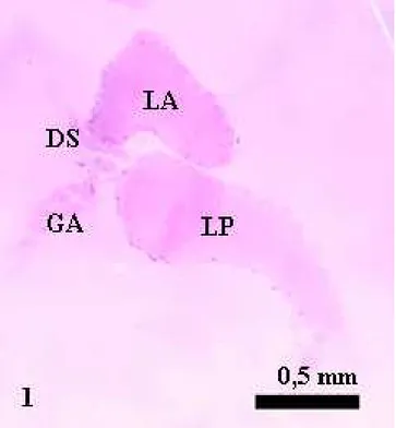 Figura 1- Sistema salivar de Supputius cincticeps (Heteroptera: Pentatomidae).  Lóbulo anterior da glândula principal (LA), lóbulo posterior da glândula  principal (LP), glândula salivar acessória (GA) e ducto salivar (DS)