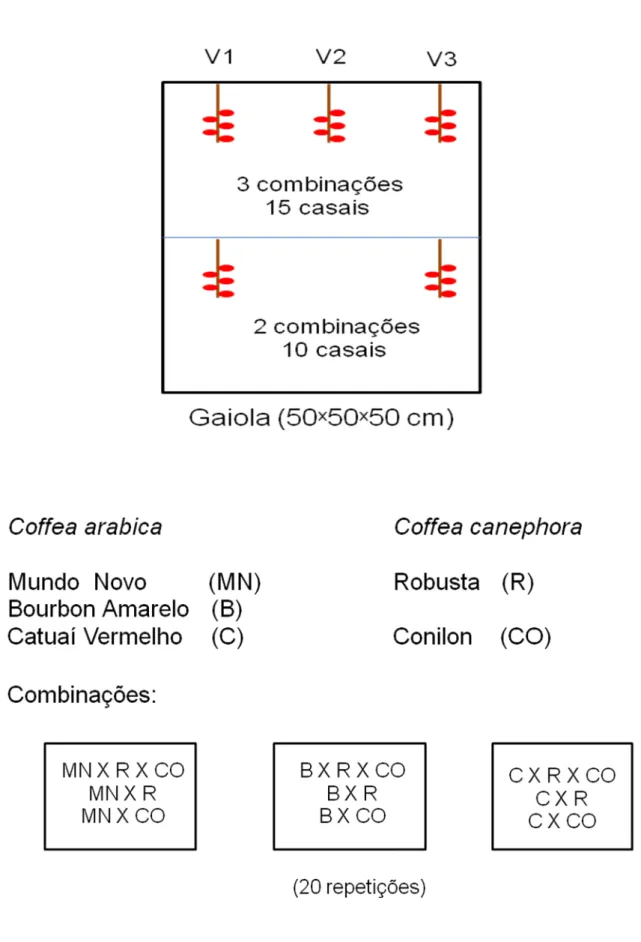 Figura  1-  Esquema  experimental  das  combinações  das  variedades  de  C.  arabica  com  variedades  de  C