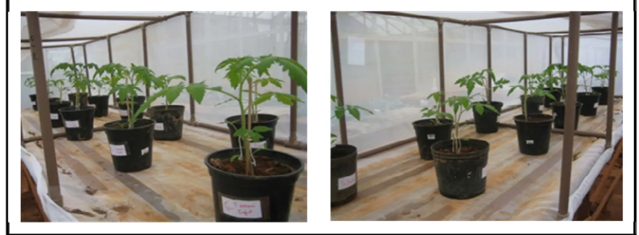 Figura 9. Experimento em casa de vegetação. Tomateiros infestados com ácaros  para avaliação da resposta de defesa