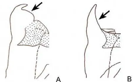 Figura 5. Seta indicando a borda dorsal do lobo mediano do pseudo-epifalo, vista dorsal