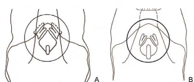 Figura 10. Círculo indicando os escleritos endofálicos, vista dorsal. 