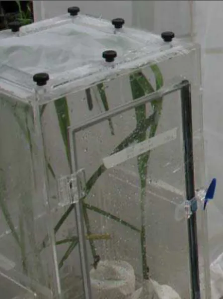 Figura 1. Adultos no interior da gaiola de acrílico transparente. 