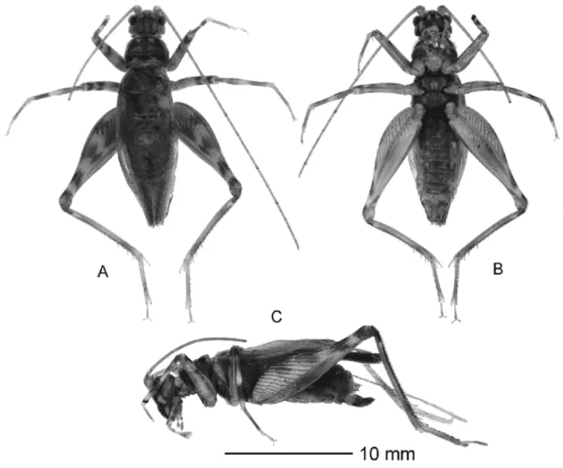 FIGURE 2. Rumea zebra sp. nov., male holotype. A. Dorsal view. B. Ventral view. C.  Lateral view